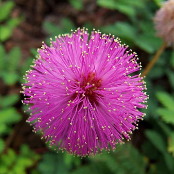 mimosa -kukkien värit