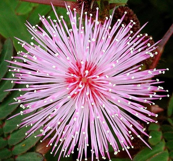 mimosa pudica brasilia violetit kukat Koristeelliset huonekasvit