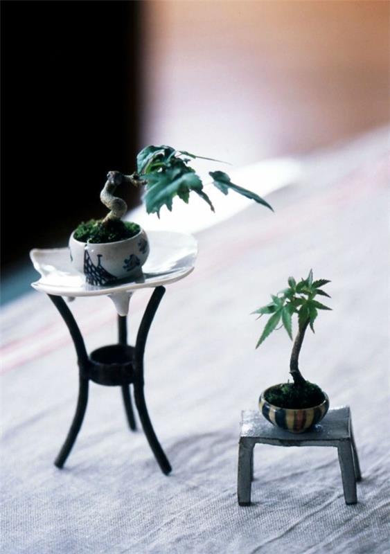 mini bonsai puu epätavallinen koristekasvit