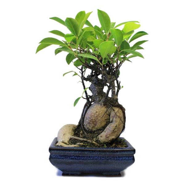 mini bonsai puu mielenkiintoinen kasvi