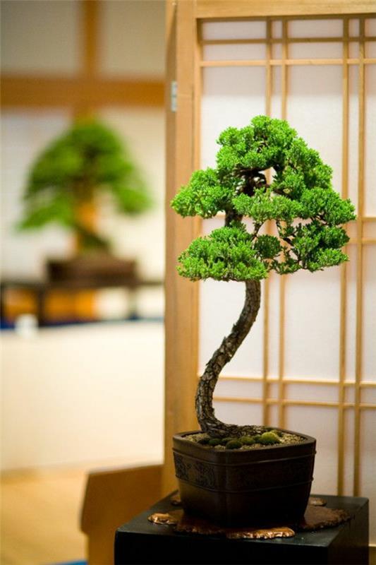 mini bonsai -puun kasvi kauniita sisustusideoita