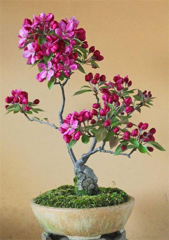 mini bonsai puu vaaleanpunaisia ​​kukkia