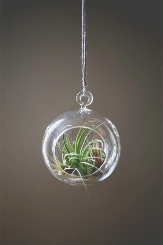 mini deco -perävaunu, jossa on tillandsia