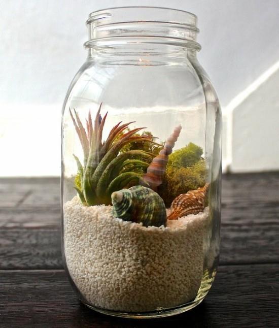 mini terrarium tillandsia ja simpukat