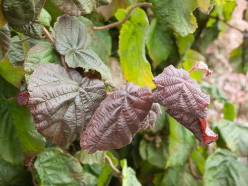 minimalistinen puutarhasuunnittelu violetinvihreät lehdet