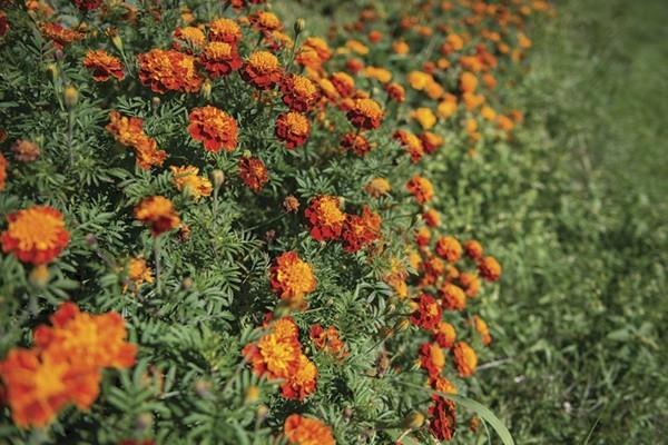 taistele myyrät kanssa tagetes