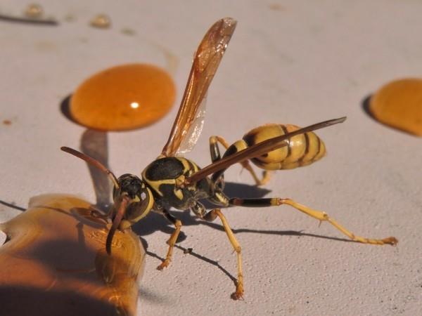 lääke ampiaisia ​​vastaan ​​hunaja houkuttelee ampiaisia