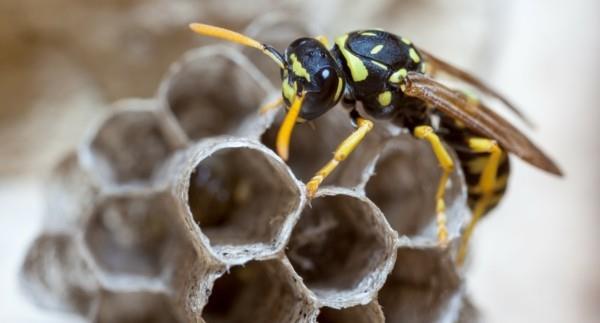 Ampiaisen pesä ampiaislääkkeillä ampiaisideoita vastaan