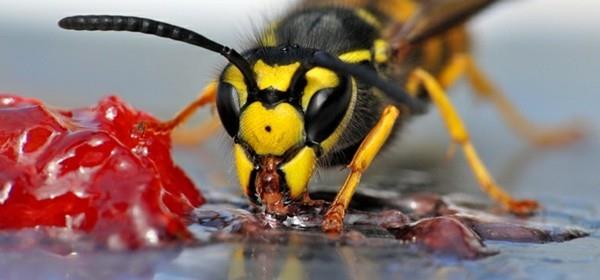 lääke ampiaisia ​​vastaan ​​makeisia houkuttelee ampiaisia