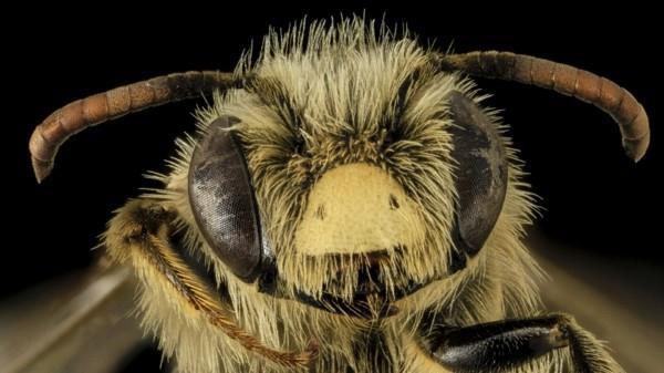 korjaustoimenpiteitä ampiaisia ​​vastaan ​​vinkkejä ampiaisen kasvokuva