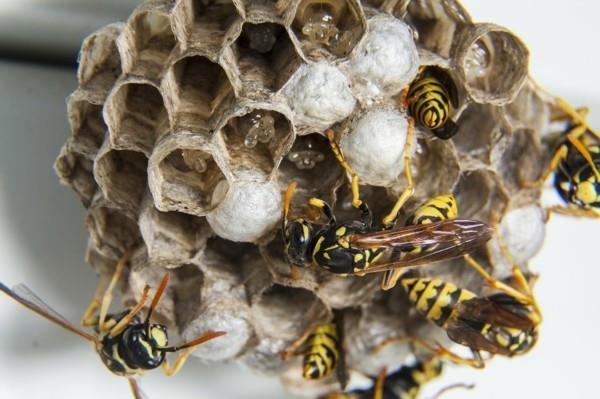 Varo korjauksia ampiaisia ​​vastaan ​​ampiaisen tilassa