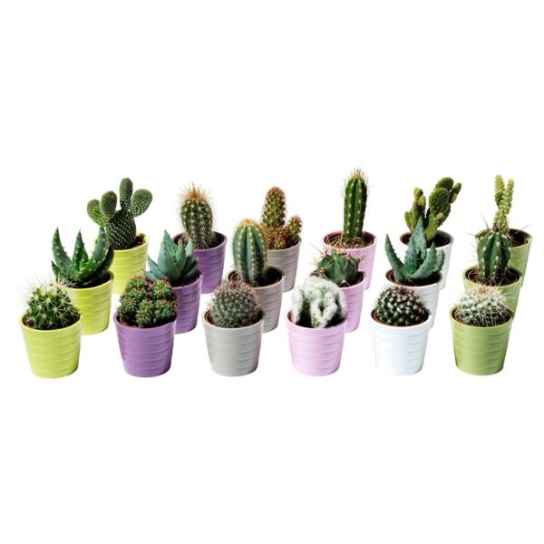 modernit huonekasvit kaktukset pienet kasvit