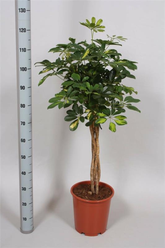 modernit huonekasvit schefflera -puu kauniita sisustusideoita