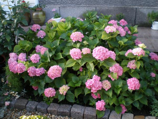 modernit puutarhavinkit hydrangeasien karsimiseen
