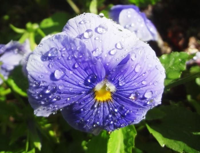 yksivärinen sarvinen violetti harvinaisuus