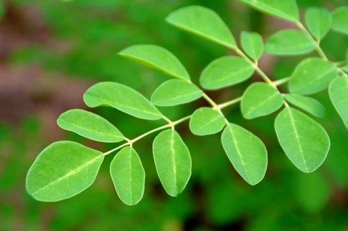 moringa jättää antioksidantit ravinteet terveiksi