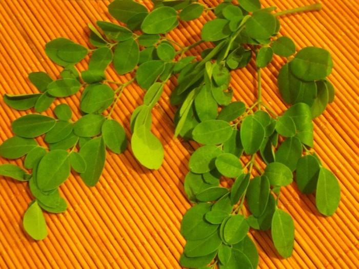 moringa jättää terveelliset elämäntavat