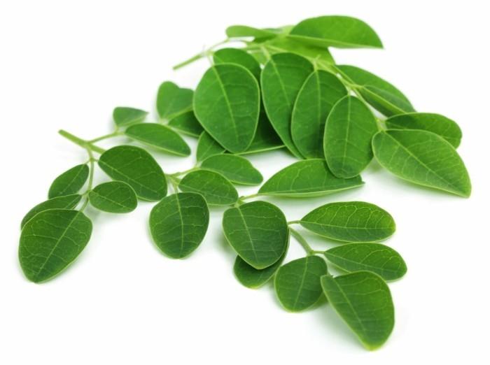 moringa lehdet hyödyttävät terveysvinkkejä