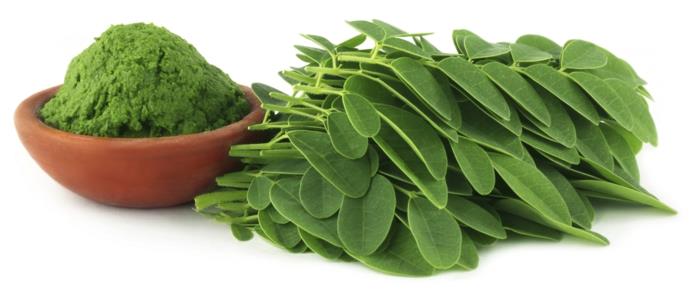 moringa -tee terveet vihreät lehdet proteiinivitamiinit