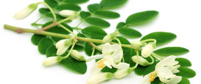 moringa -jauhe terveet vihreät lehdet valkoiset kukat