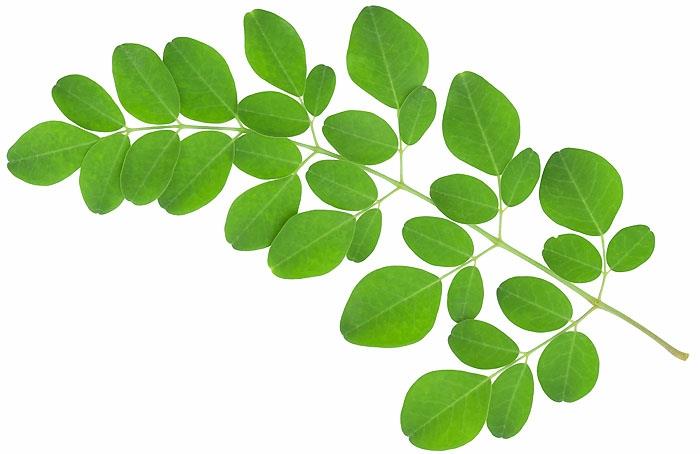 moringa -jauhe terveet vihreät lehdet