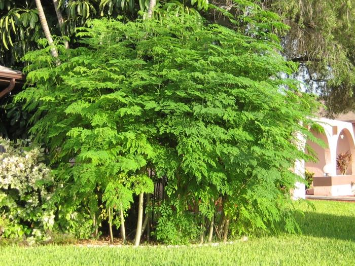 moringa tee terveellinen vihreä lehtien puu puutarha