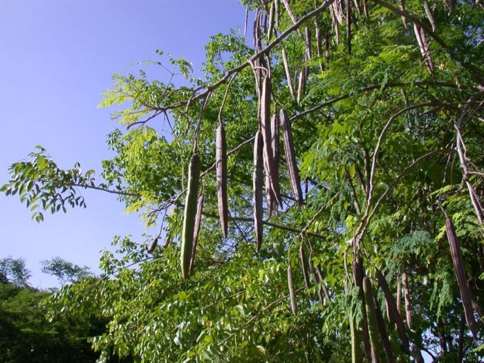moringa -jauhe oleifera -hedelmänpalkoja