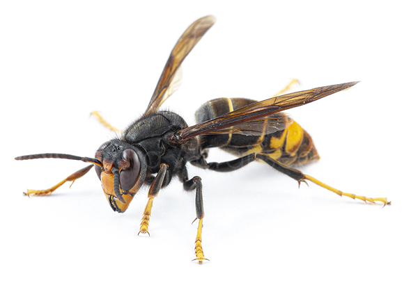 Hornet-farligt dyr
