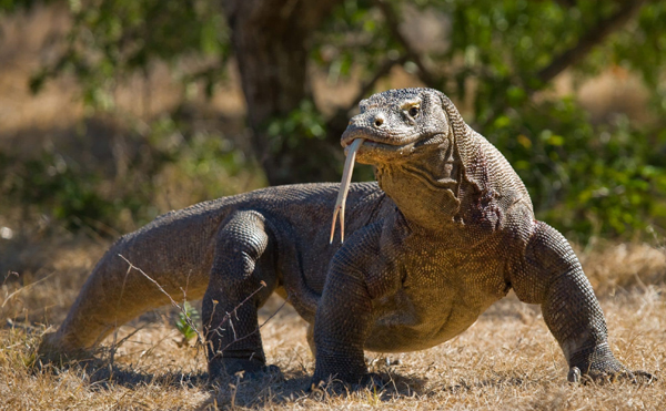 Komodo Dragon