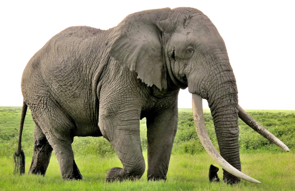 Elefant