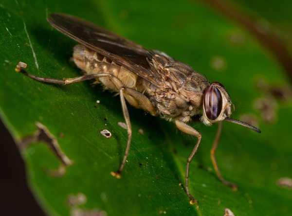 Tsetse Fly