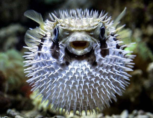 Kuglefisk
