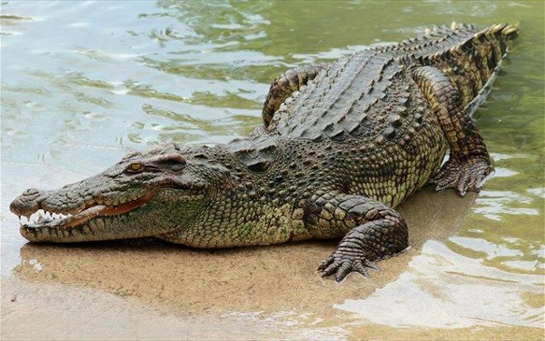 Krokodille