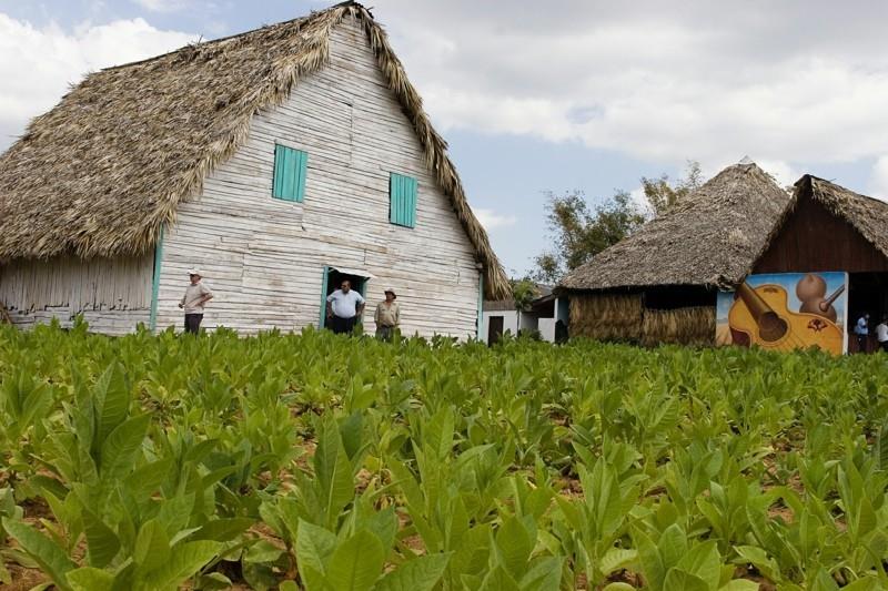 Kuuba matkustaa kuuba vinales tupakka tila