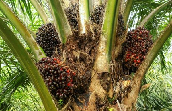 kestävä palmuöljy terveellistä
