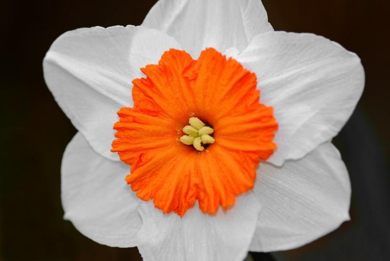 narsissin kevätkukat valkoinen oranssi
