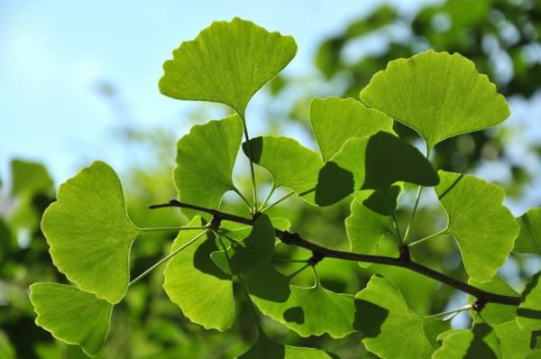 luonnollinen veren ohentaja ginkgo biloba