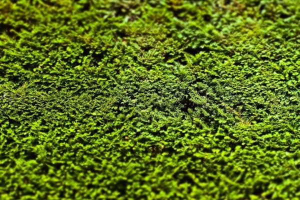luonnollinen yksityisyyden suoja puutarha boxwood ikivihreät kasvit