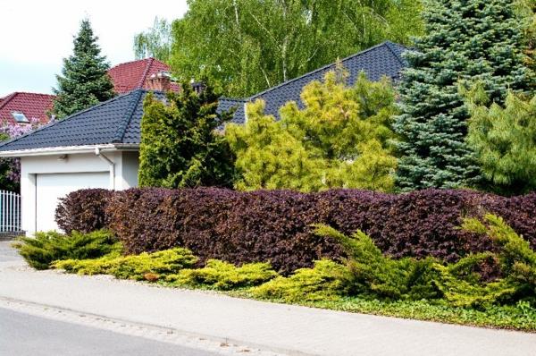 luonnollinen yksityisyysnäyttö etupihaideat pensaat puut