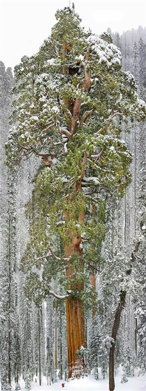 luonto upea maisema talvimetsä