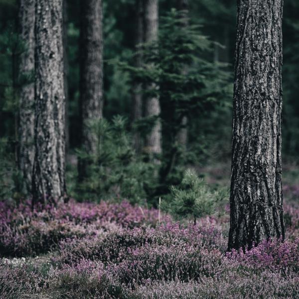 Harjoittele luonnonhoitoa metsäuinnissa