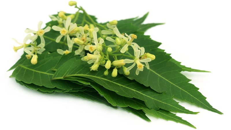 A neem por egészségügyi előnyei