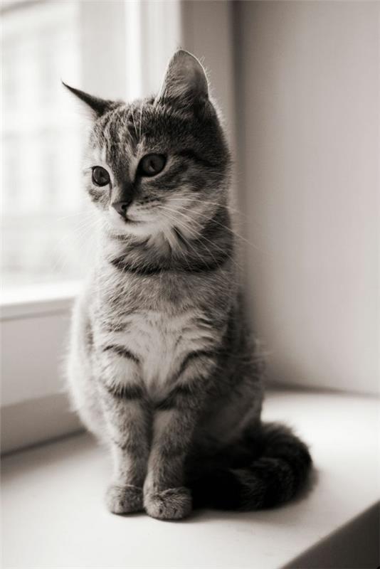 söpö kissa lemmikki valokuva musta valkoinen