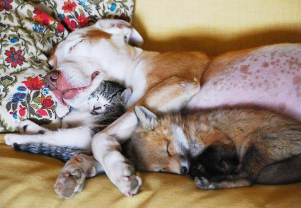 söpöjä eläinkuvia epätavallisia lemmikkejä koira kissa kettu lemmikkinä