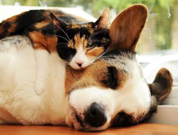 söpöjä eläinkuvia epätavallisia lemmikkejä koiran ja kissan ystävyys