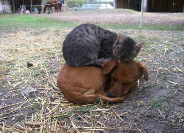 söpöjä eläinkuvia epätavallisia lemmikkejä koira ja kissa nukkuvat