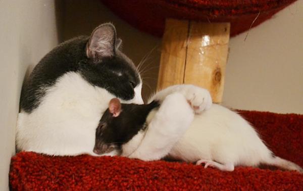 söpöjä eläinkuvia epätavallisia lemmikkejä kissa ja rotta mustavalkoinen