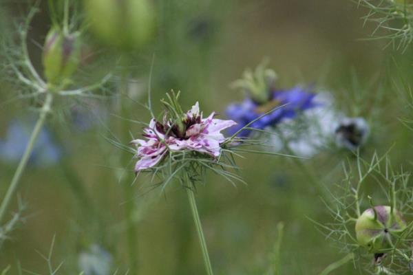 nigella damascena kukka vaaleanpunainen