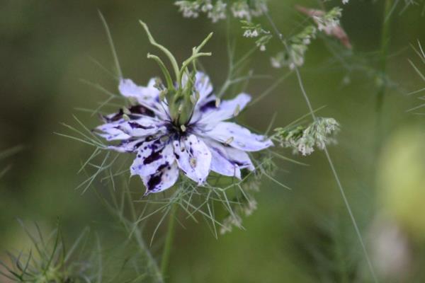 nigella damascena kukka
