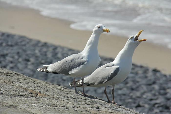 norderney nordesee itä -friisin saari valkoiset dyynilokit